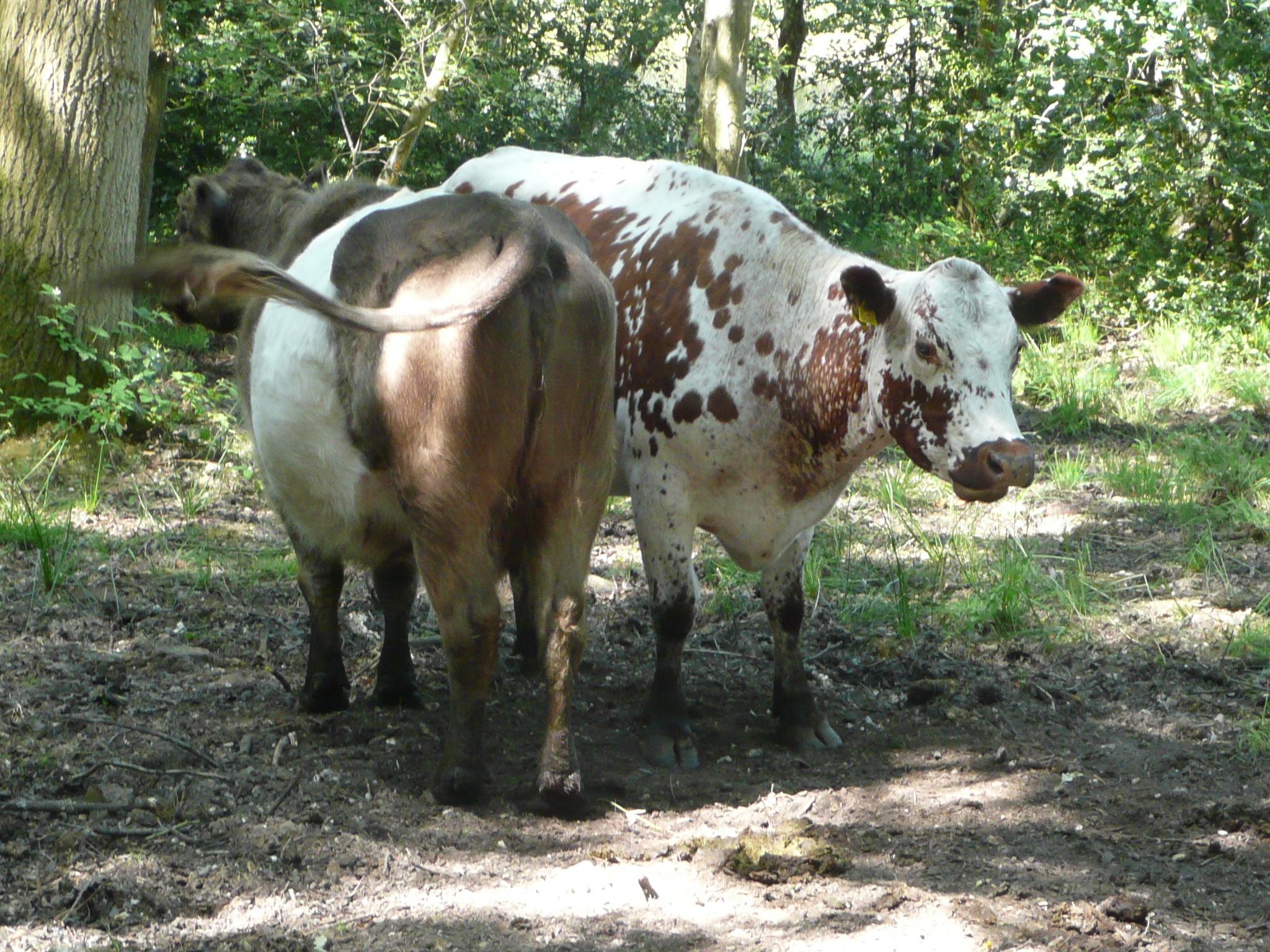 2013-07-11_Cattle One