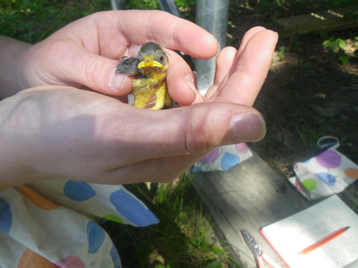 Bird Ringing At The Pond - Fleet Pond Society