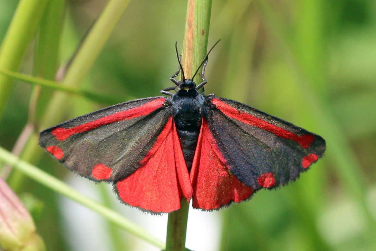 Cinnabar Moth Tyria Jacobaeae S 