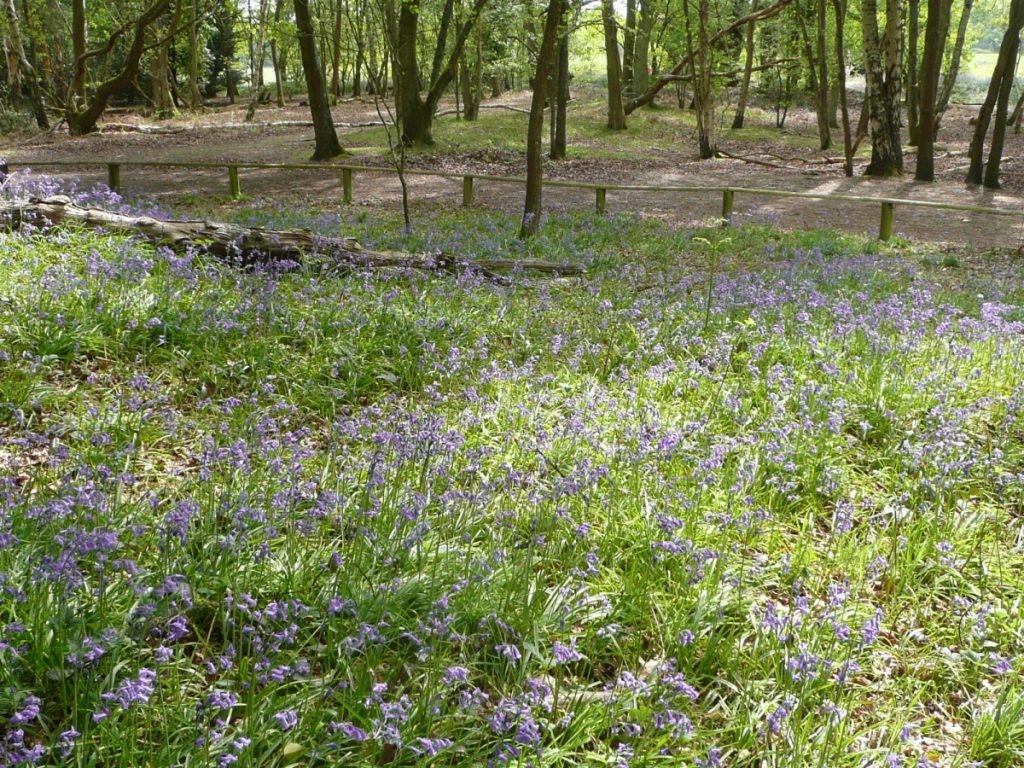 Bluebells In Bloom | Fleet Pond Society