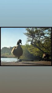 Peter Lord captured this resting goose