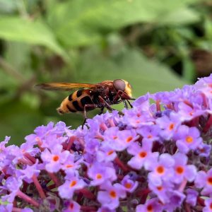 Jinny Gribble took this beautiful photo of a Hornet Mimic Hoverfly on Buddleia alongside the Pond.