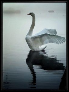 Taken by Peter Lord in November 25, on a walk around the Pond.