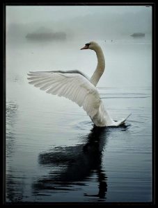 Taken by Peter Lord in November 25, on a walk around the Pond.