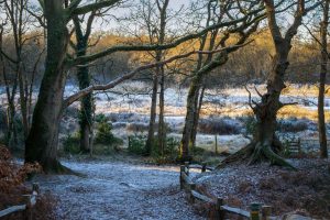 Taken by David Latham in January 26, showing the icy conditions at the Pond.