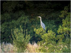 Taken by David Latham on 6th October.