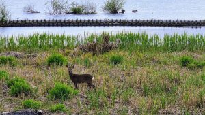 Deer at Lions' View taken by Phil Mehrtens in March 26.