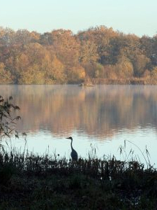 Taken by Lucy Skinner on her walks around Fleet Pond in December 25.