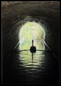 Peter Lord captured this stately swan in the tunnel