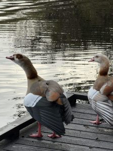 Taken by Lucy Skinner on her walks around Fleet Pond in November 25.