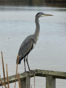Taken by Lucy Skinner on her walks around Fleet Pond in December 25.
