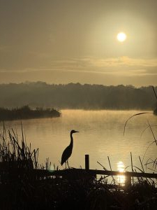 Taken by Lucy Skinner on her walks around Fleet Pond in December 25.